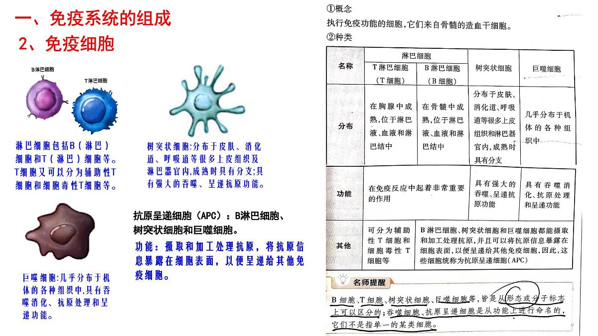 2025届高三生物一轮复习课件：免疫调节+第4页