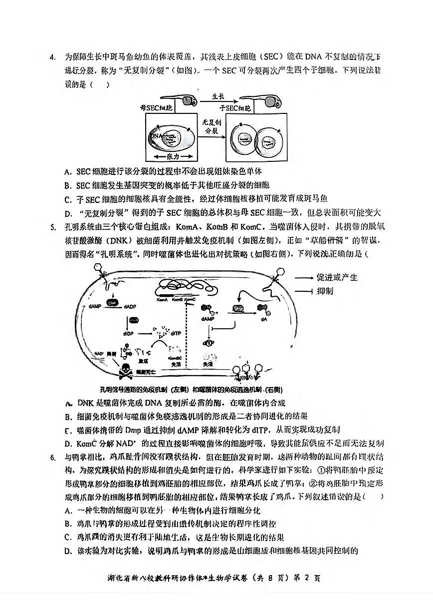 生物丨“新八校”协作体湖北省2025届高三下学期5月联考生物试卷及答案第2页