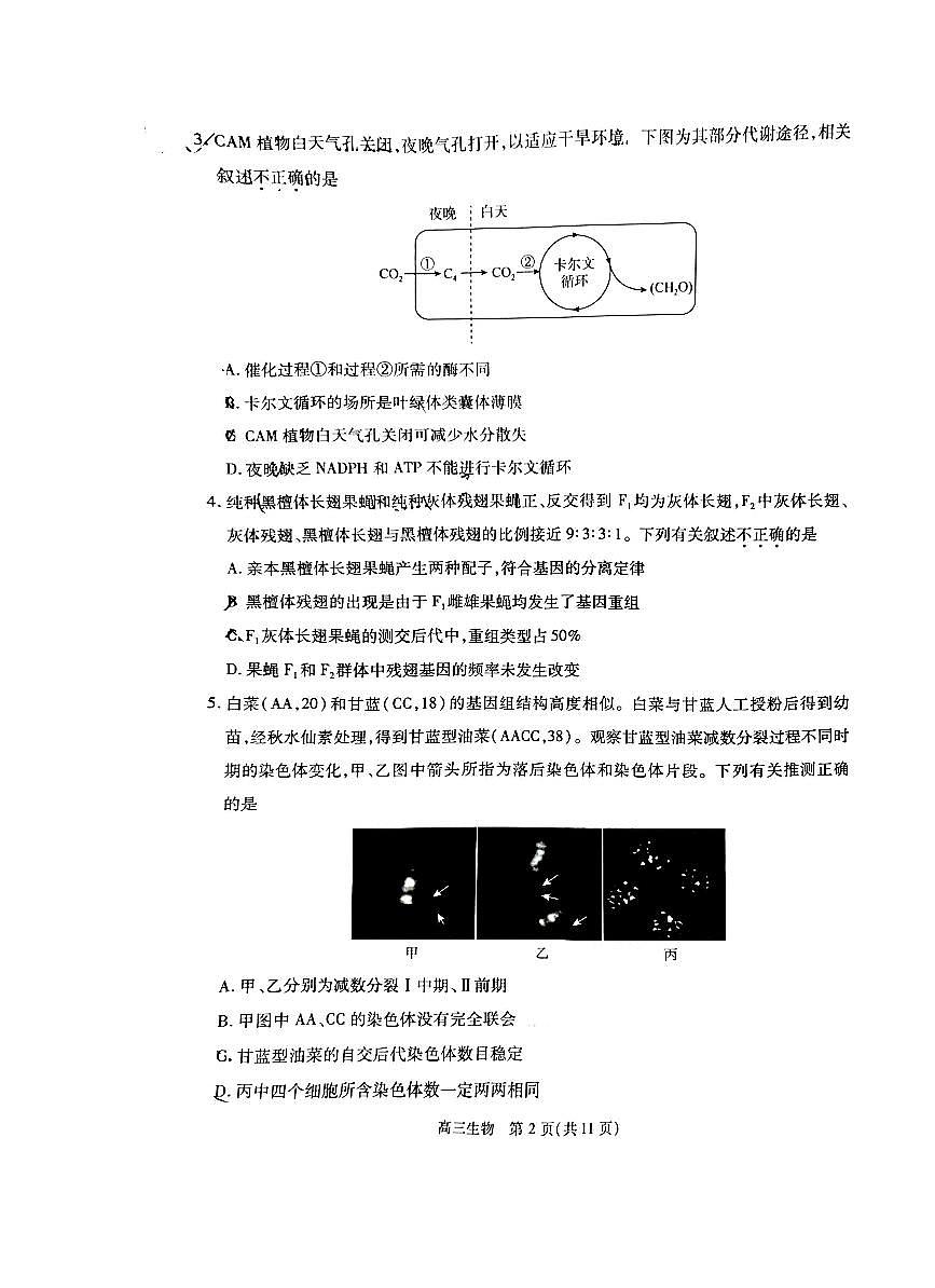 2024北京丰台高考一模生物试题及答案第2页