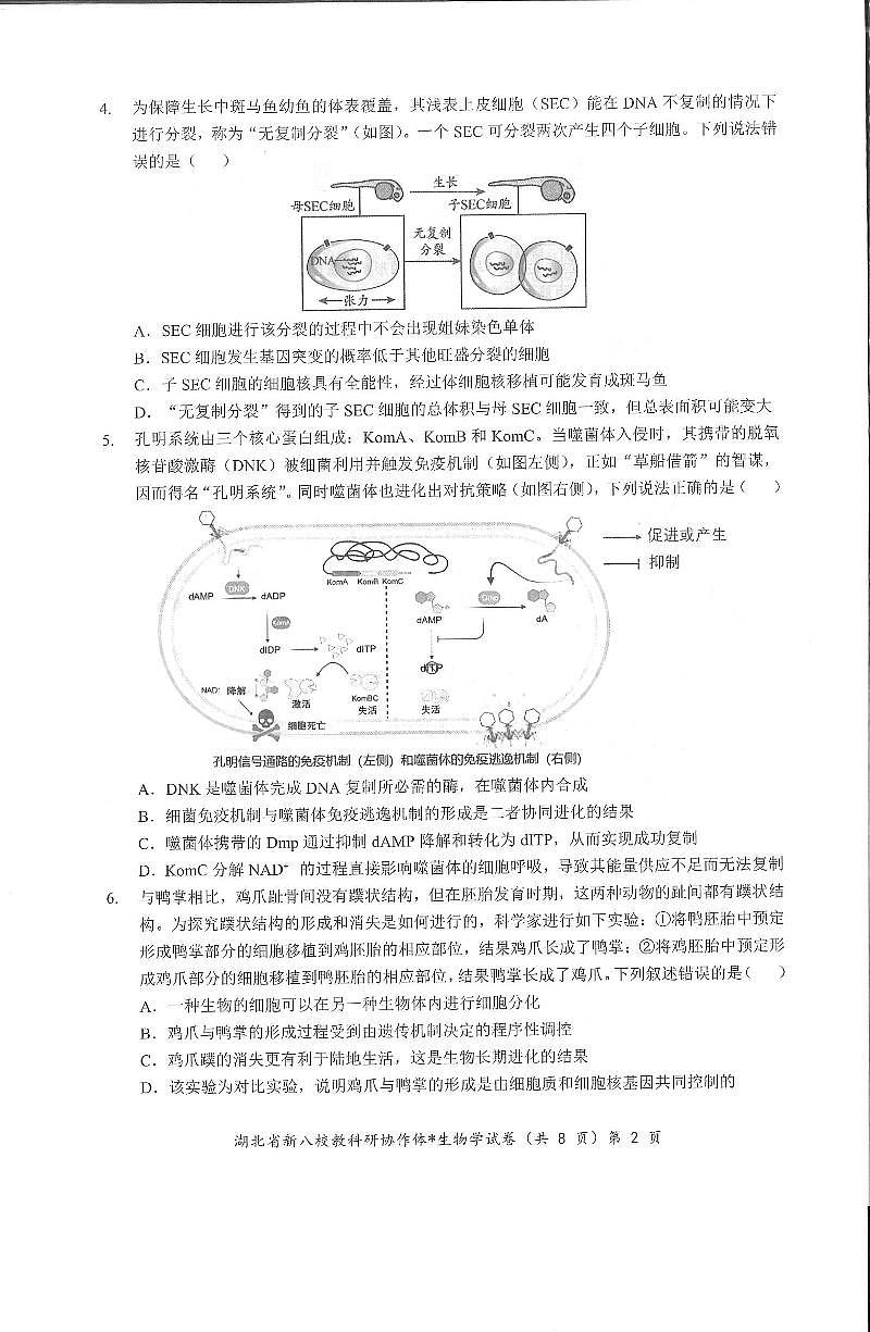湖北省新八校协作体2025届高三下学期5月联考-生物试卷第2页