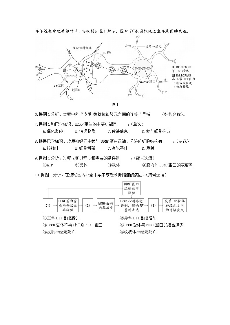 上海市松江区2024-2025学年高三下学期二模考试生物试题第2页