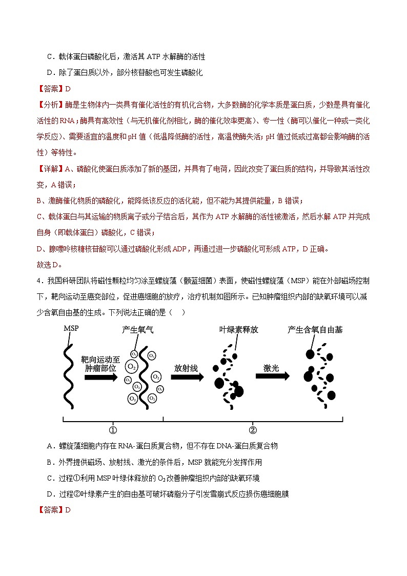 2025年高考第三次模拟考试卷：生物（山东卷）（解析版）第3页