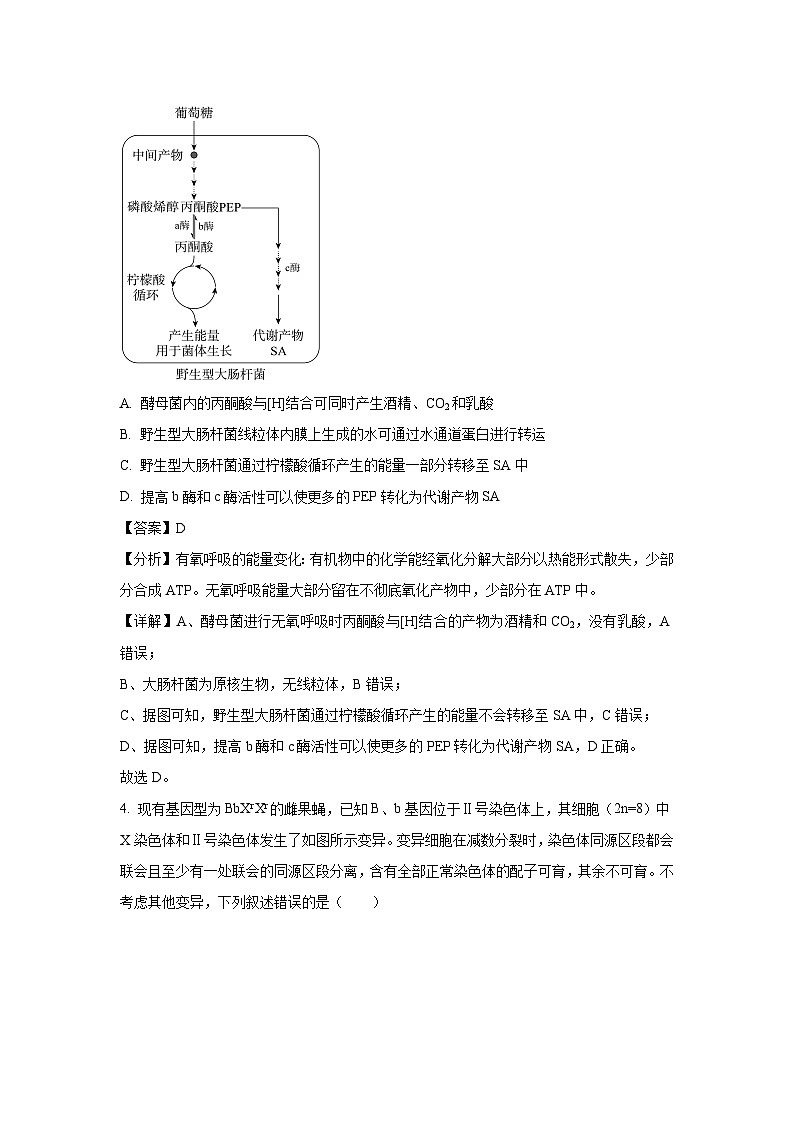 河北省承德市2025届高三下学期3月模拟生物（解析版）第3页