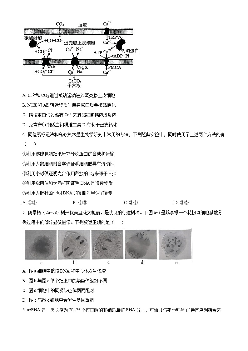 2025届云南省曲靖市高三第二次教学质量检测生物试卷（高考模拟）第2页