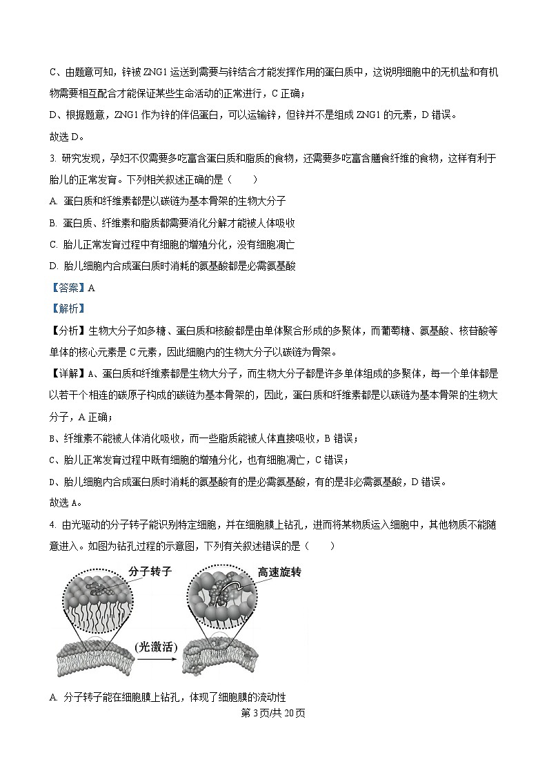 湖北省部分高中协作体2024-2025学年高一下学期4月期中生物试题 Word版含解析第3页