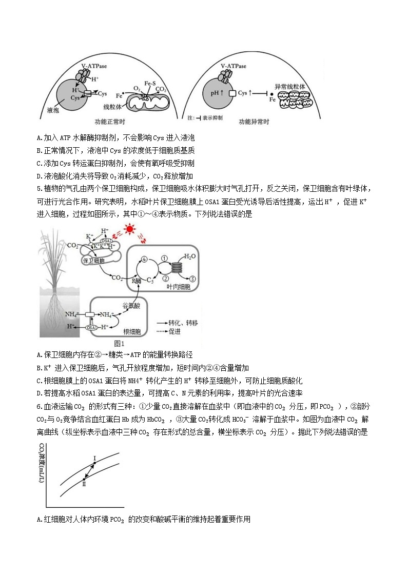 湖北省宜荆荆恩四校（宜昌一中、荆州中学、龙泉中学、恩施高中）2025届高三下学期4月联考生物试题（Word版附答案）第2页