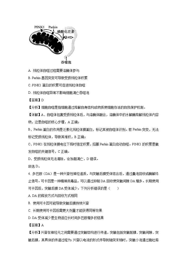 湖北省圆创联盟2024—2025学年高三下学期3月联考生物（解析版）第3页