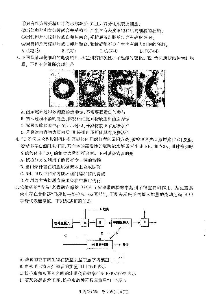 2024届安徽省合肥市高三一模生物试卷（含答案）第2页