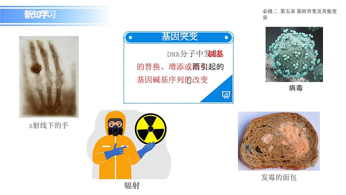 人教版（2019）高中生物必修二《遗传与进化》第5章基因突变及其他变异5.1《基因突变和基因重组》-课件第5页