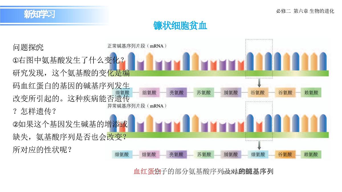 人教版（2019）高中生物必修二《遗传与进化》第5章基因突变及其他变异5.1《基因突变和基因重组》-课件第8页