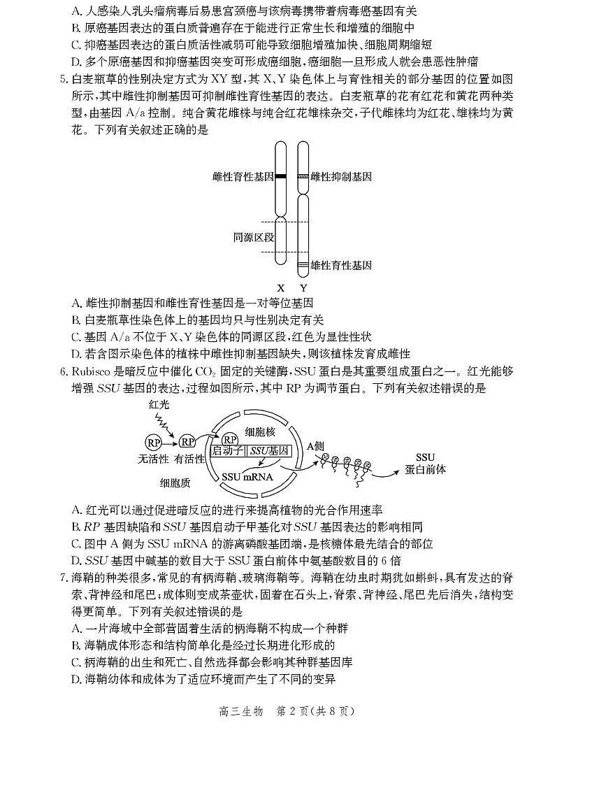 2025届河北省沧州市高考模拟生物试题（含答案）第2页