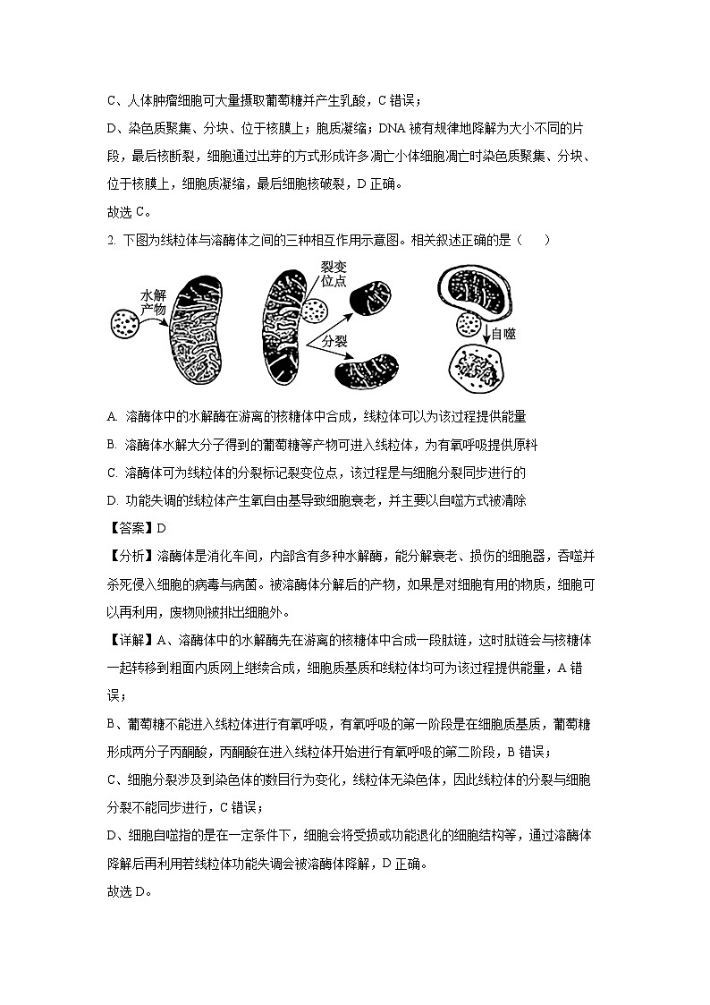 2024年江苏苏州等四市高三下学期二模生物试卷（解析版）第2页