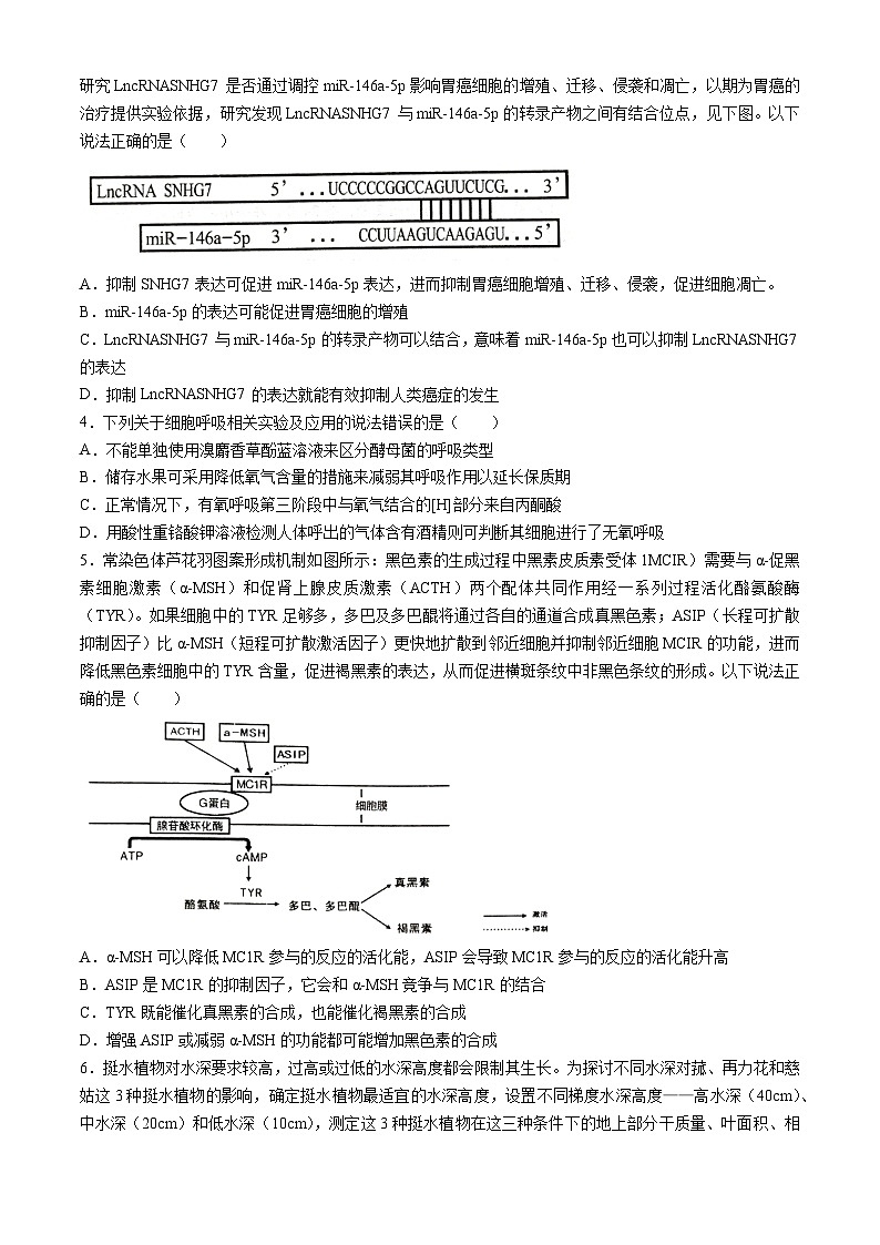 2024届湖南省岳阳市高三下学期第二次教学质量监测（岳阳二模）生物试卷（含答案）第2页