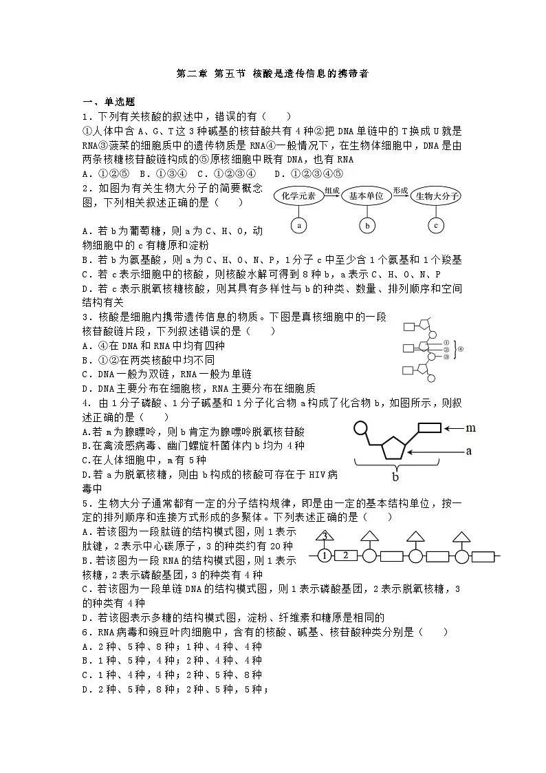 高中人教版生物必修1同步作业及答案-第二章 第五节 核酸是遗传信息的携带者第1页