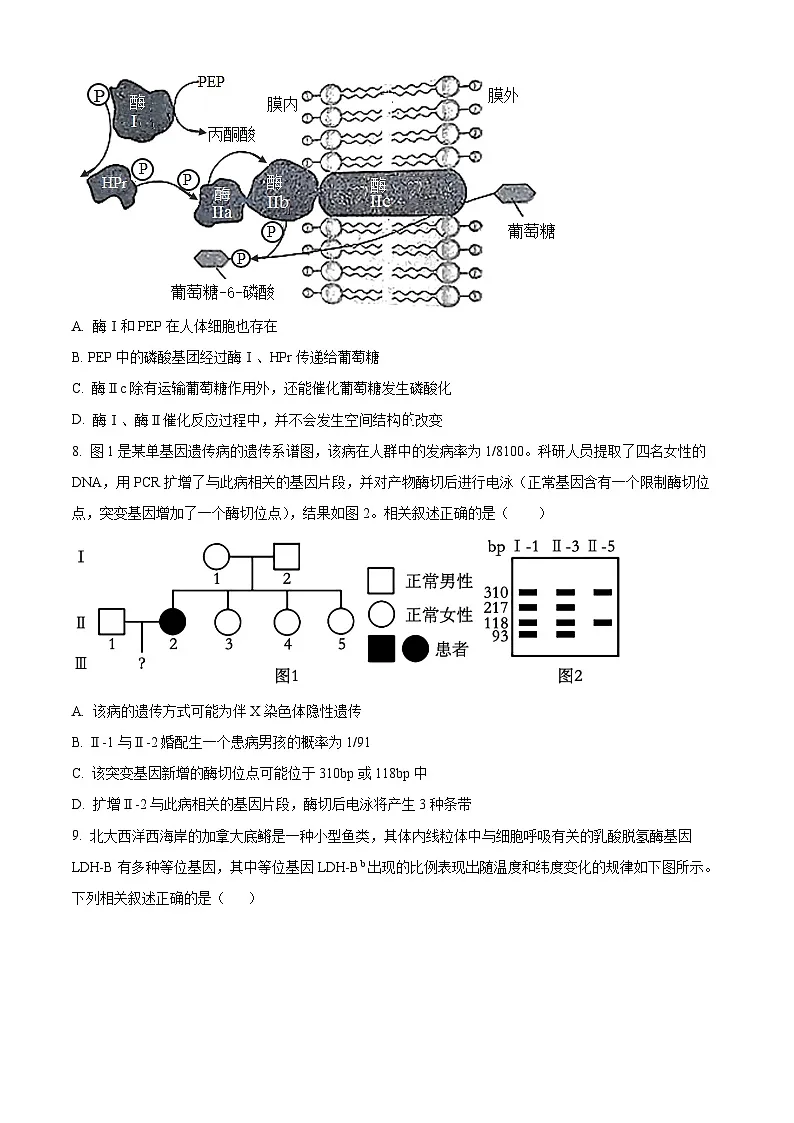 湖北省鄂州高中2024-2025学年高三下学期4月月考生物试题（原卷版+解析版）第3页