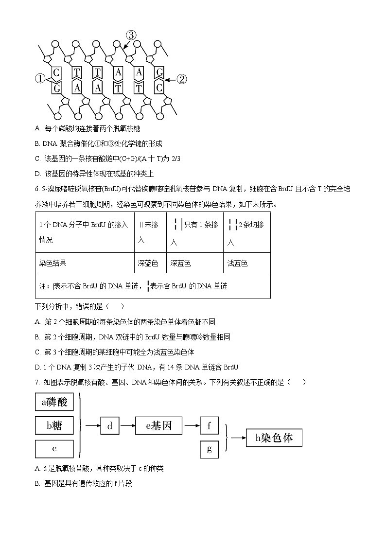 湖南省长沙市第一中学2024-2025学年高一下学期期中考试生物试题（原卷版+解析版）第2页