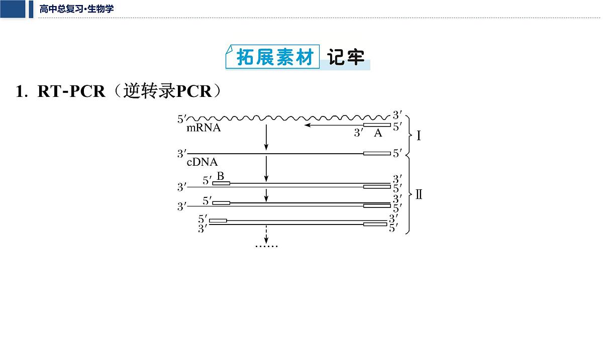 第十单元 2026届高中生物学一轮复习 拓展微课7　PCR技术和基因编辑技术 课件第2页