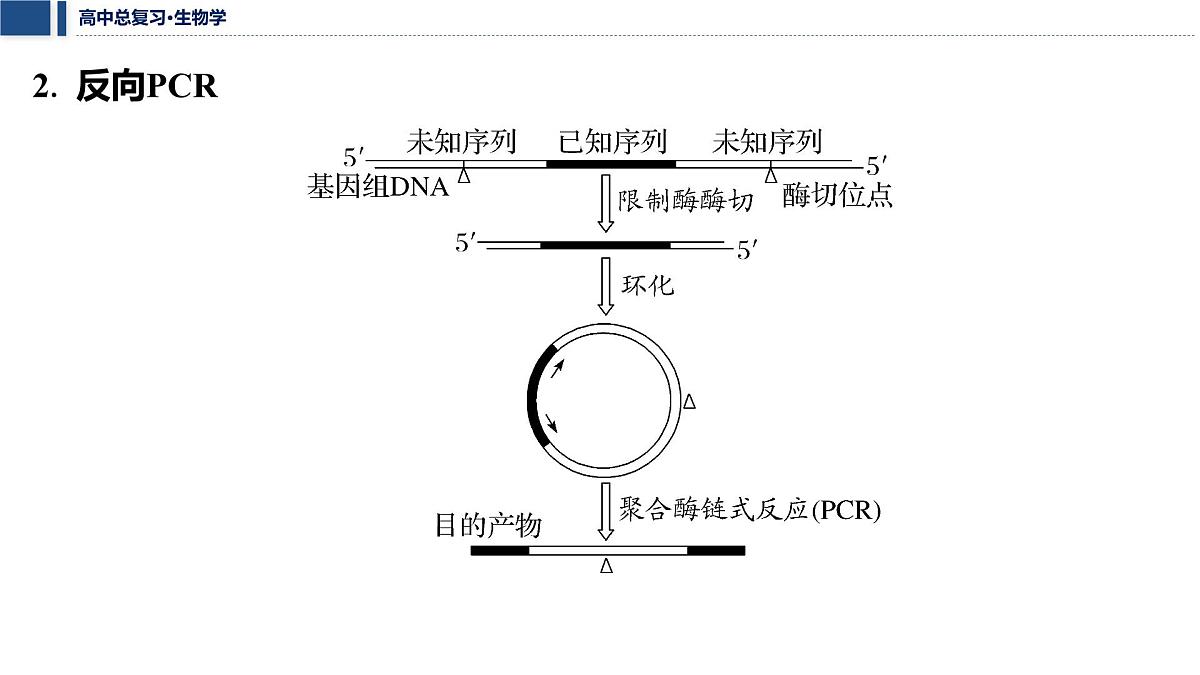 第十单元 2026届高中生物学一轮复习 拓展微课7　PCR技术和基因编辑技术 课件第4页