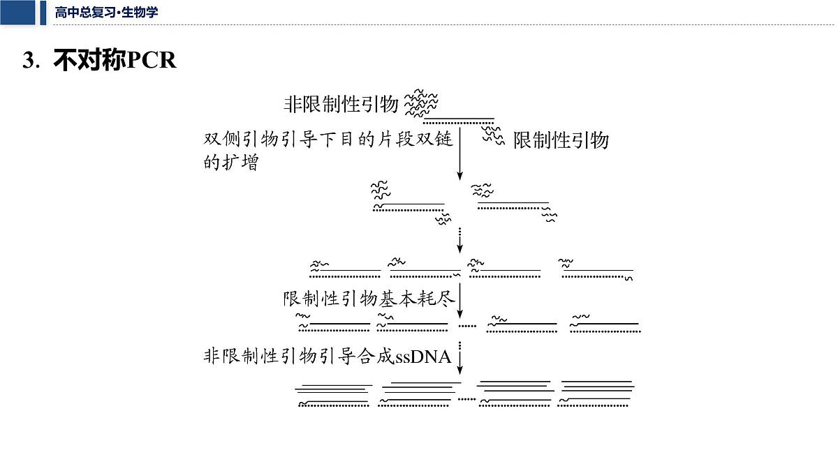 第十单元 2026届高中生物学一轮复习 拓展微课7　PCR技术和基因编辑技术 课件第6页