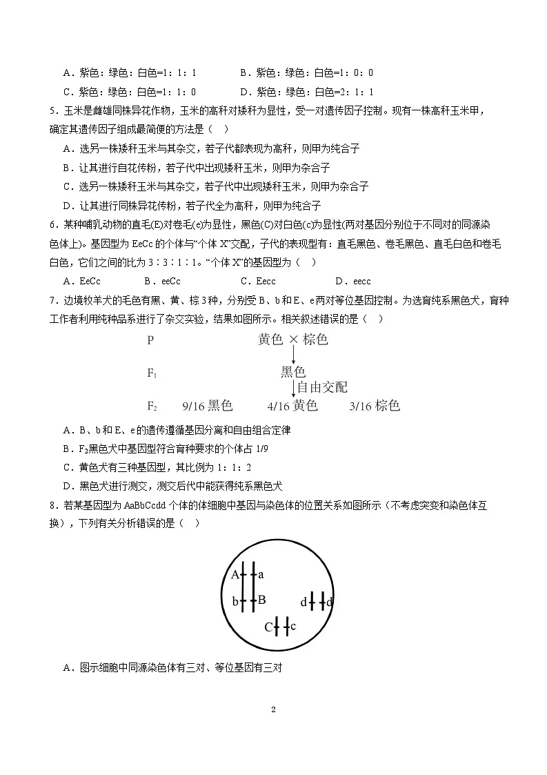 高一生物月考卷（人教版2019必修2,1~5章）-高中下学期第三次月考 高一生物月考卷【测试范围：必修2第1~5章】（考试版）（人教版2019）第2页