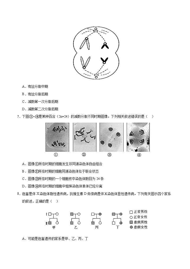 高一生物月考卷（A4考试版）【测试范围：人教版2019必修2第1~5章】（天津专用）第3页