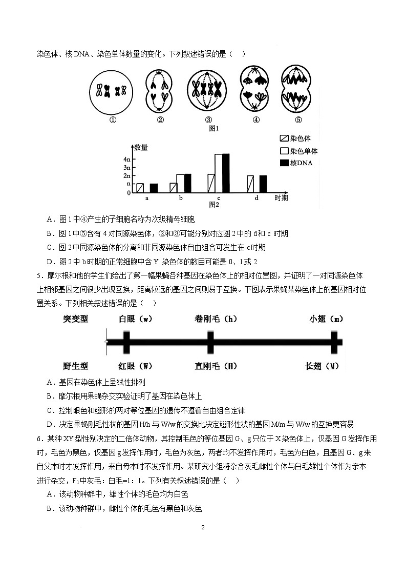 高一生物月考卷（新八省通用，人教版2019必修2第1~5章）-高中下学期第三次月考 高一生物月考卷【测试范围：必修2第1~5章】（考试版）（新八省）第2页