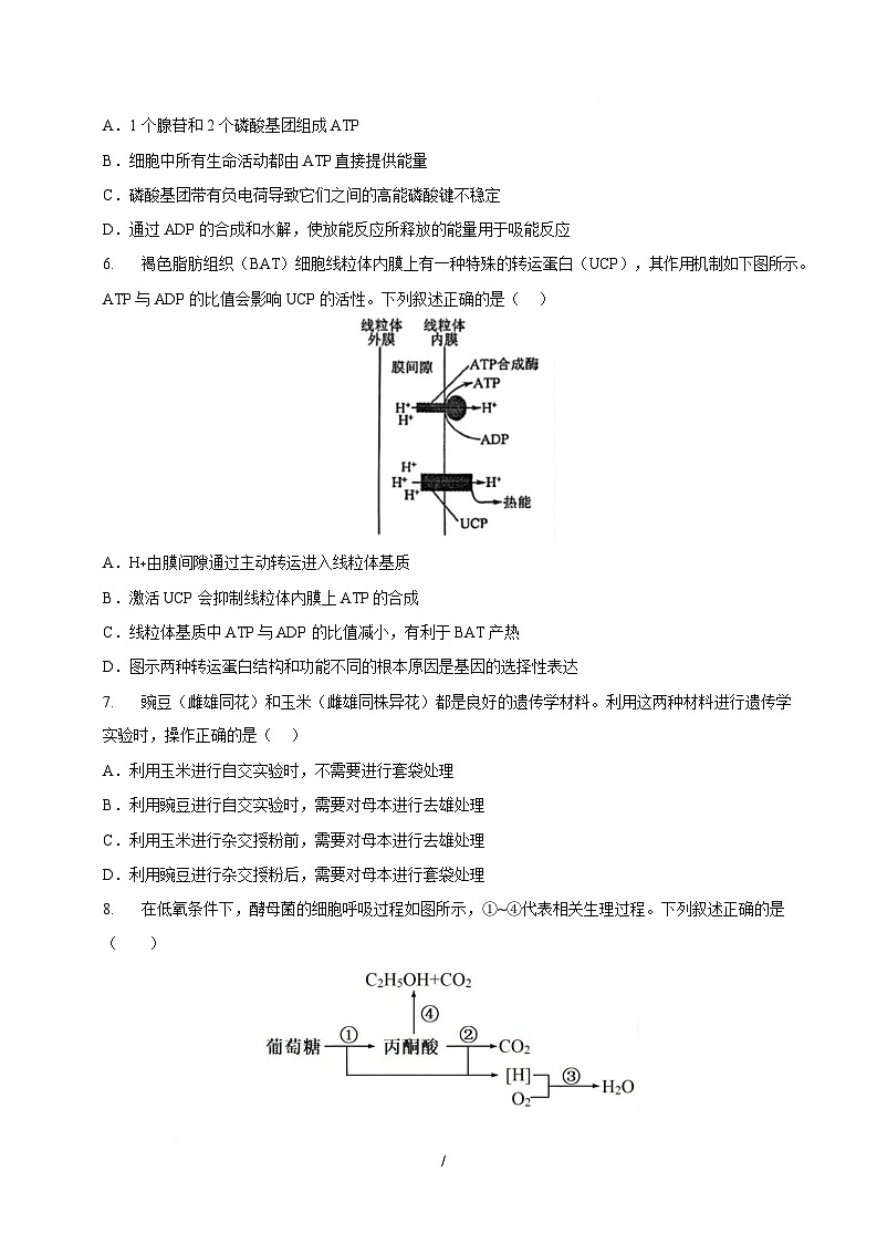 高一生物月考卷【测试范围：浙科版必修一至必修二第四章】（考试版）第2页