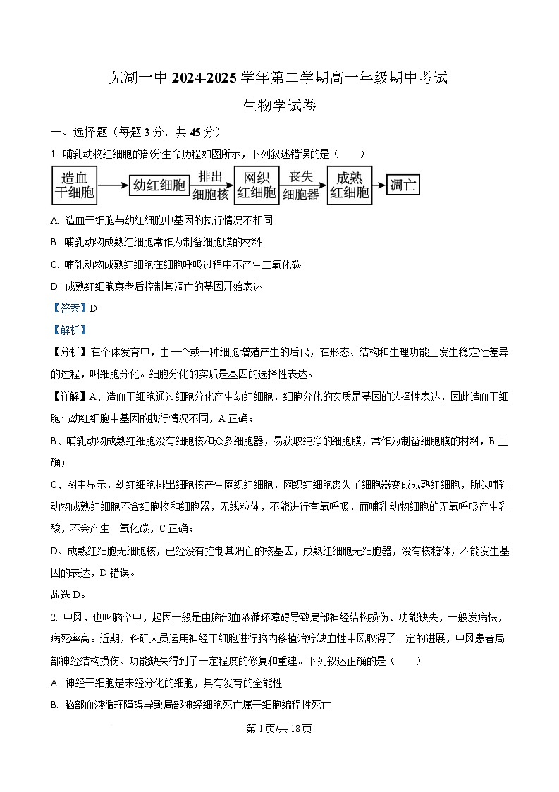 安徽省芜湖市第一中学2024-2025学年高一下学期期中考试生物试题 Word版含解析第1页