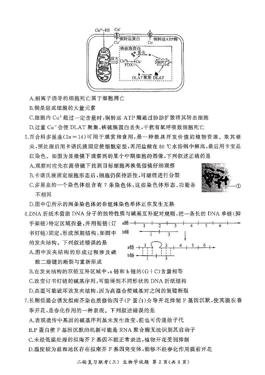 2025届百师联盟高三下学期高考模拟复习联考（三）生物试题（无答案）第2页