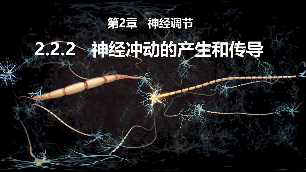2.2.2《神经冲动的产生和传导》课件 人教版高中生物选择性必修一第1页