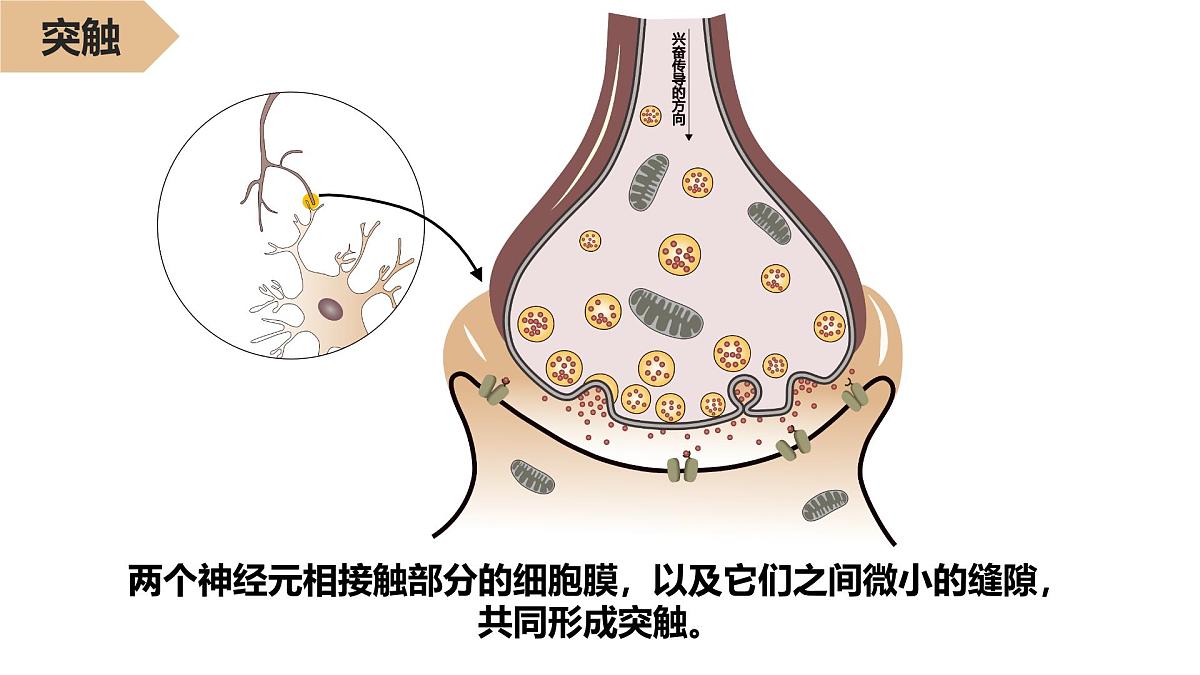 2.2.2《神经冲动的产生和传导》课件 人教版高中生物选择性必修一第2页