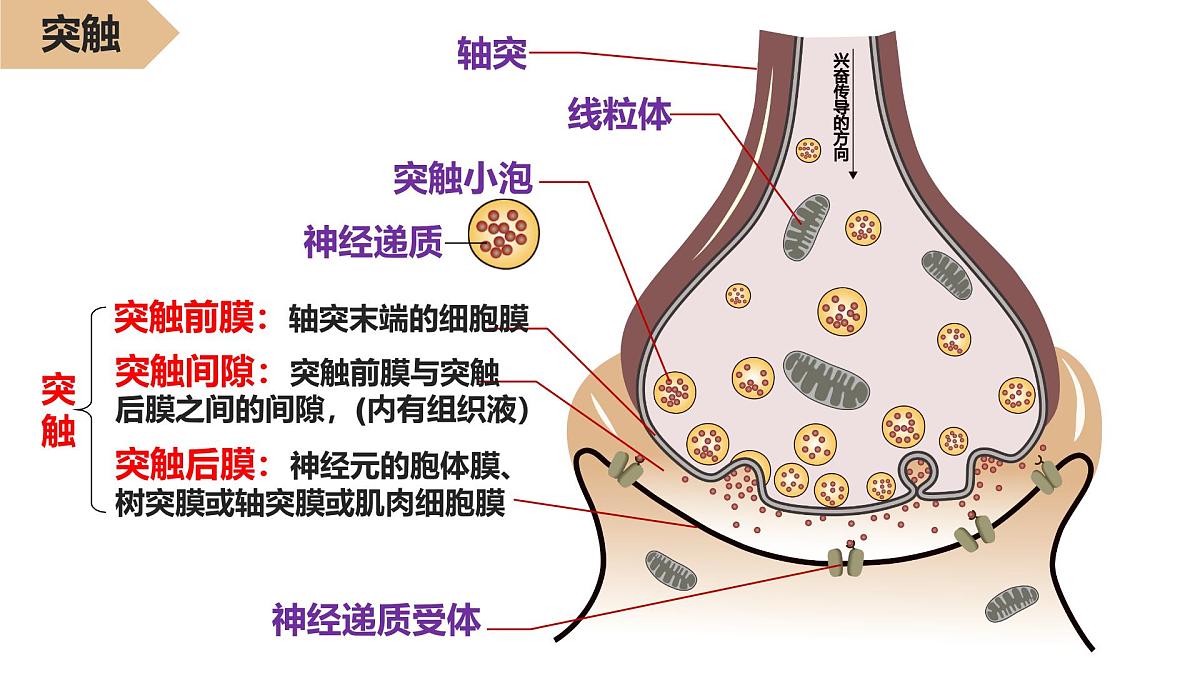 2.2.2《神经冲动的产生和传导》课件 人教版高中生物选择性必修一第3页