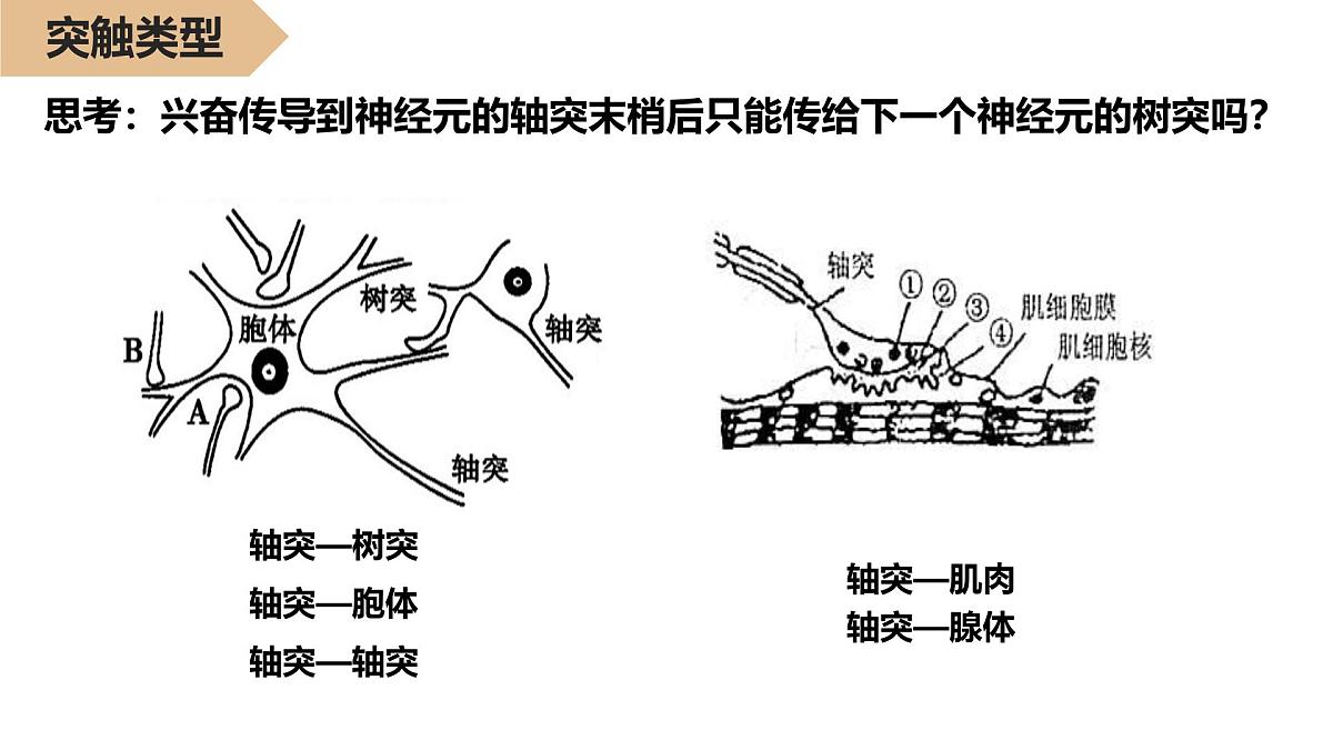 2.2.2《神经冲动的产生和传导》课件 人教版高中生物选择性必修一第4页