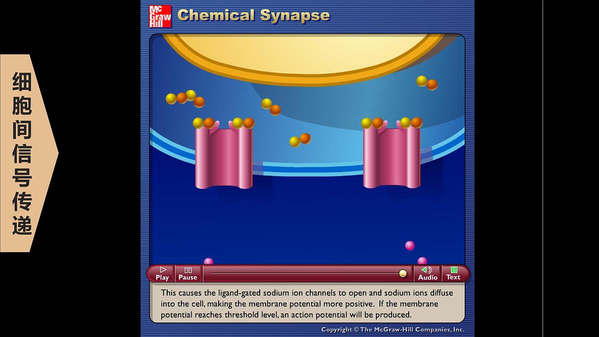 2.2.2《神经冲动的产生和传导》课件 人教版高中生物选择性必修一第5页