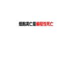 4.3《細胞的衰老和凋亡》課件 人教版高中生物選擇性必修1