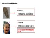 4.3《細胞的衰老和凋亡》課件 人教版高中生物選擇性必修1