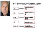 4.3《細胞的衰老和凋亡》課件 人教版高中生物選擇性必修1