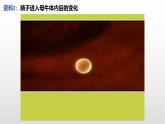 《對動物早期胚胎或配子進行處理可獲得目標個體》課件 浙科版高中生物選擇性必修3