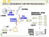 4.1《基因工程的原理和技術(shù)》課件浙科版高中生物選擇性必修三