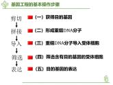 4.1《基因工程的原理和技術(shù)》課件浙科版高中生物選擇性必修三