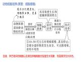 2.2《動物細(xì)胞工程》課件 部編版高中生物選擇性必修三