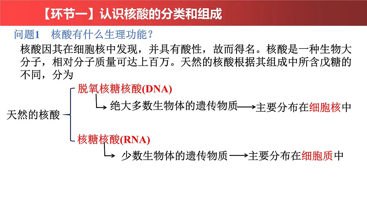 2.5《核酸》课件 人教版高中生物必修一第4页