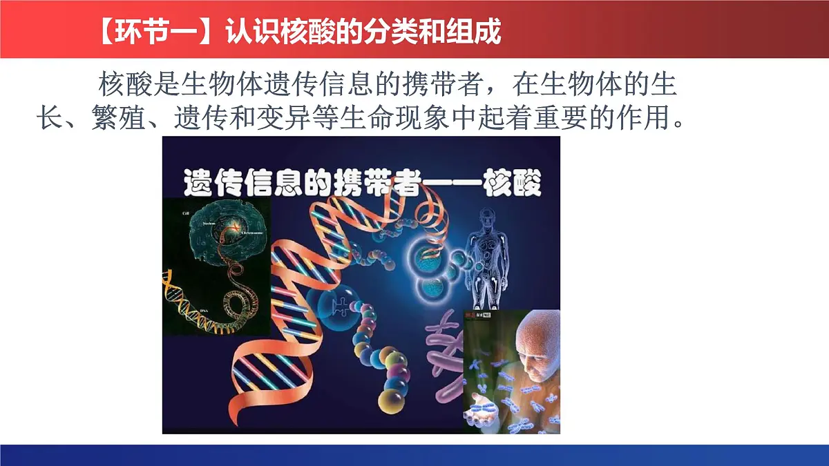 2.5《核酸》课件 人教版高中生物必修一第5页