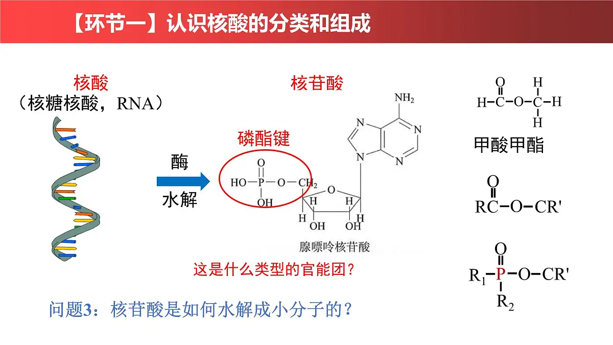 2.5《核酸》课件 人教版高中生物必修一第7页