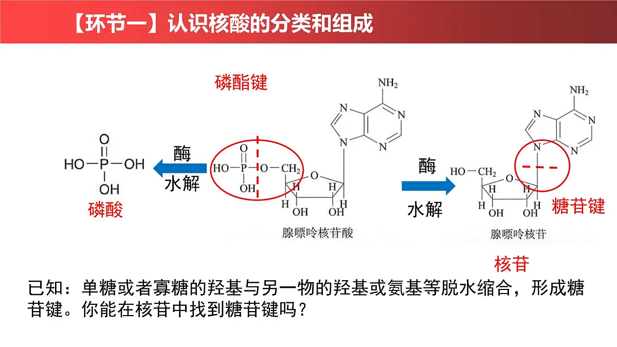 2.5《核酸》课件 人教版高中生物必修一第8页