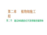 2.2通過(guò)體細(xì)胞雜交可獲得新的植物體 課件 高中生物選擇性必修三