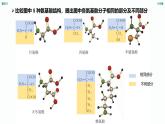 1.1《 細(xì)胞的分子組成-蛋白質(zhì)和核酸》課件 人教版高中生物選擇性必修一