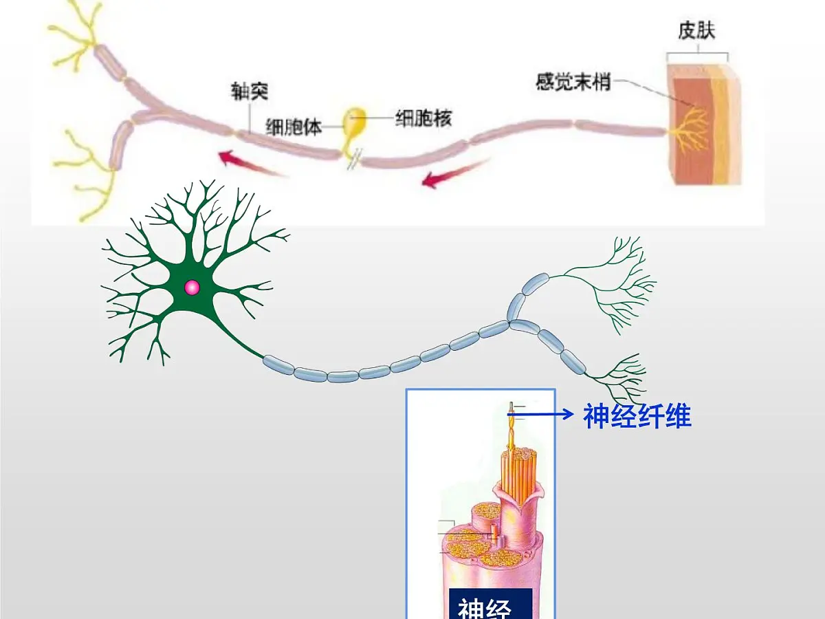 2.2.1《神经冲动和传导》课件 人教版高中生物选择性必修一第1页
