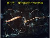 2.2.1《神經(jīng)沖動和傳導(dǎo)》課件 人教版高中生物選擇性必修一