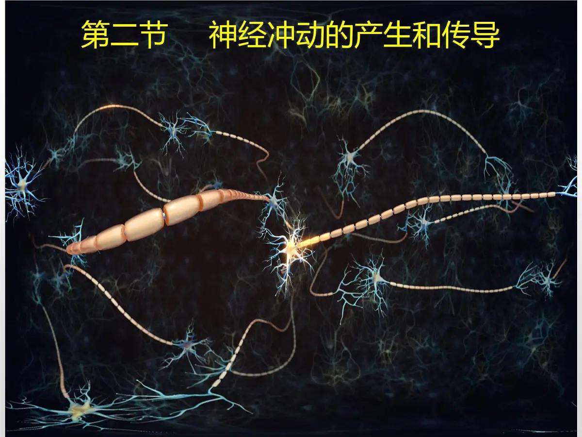 2.2.1《神经冲动和传导》课件 人教版高中生物选择性必修一第2页
